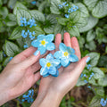Forget-me-not hair claw